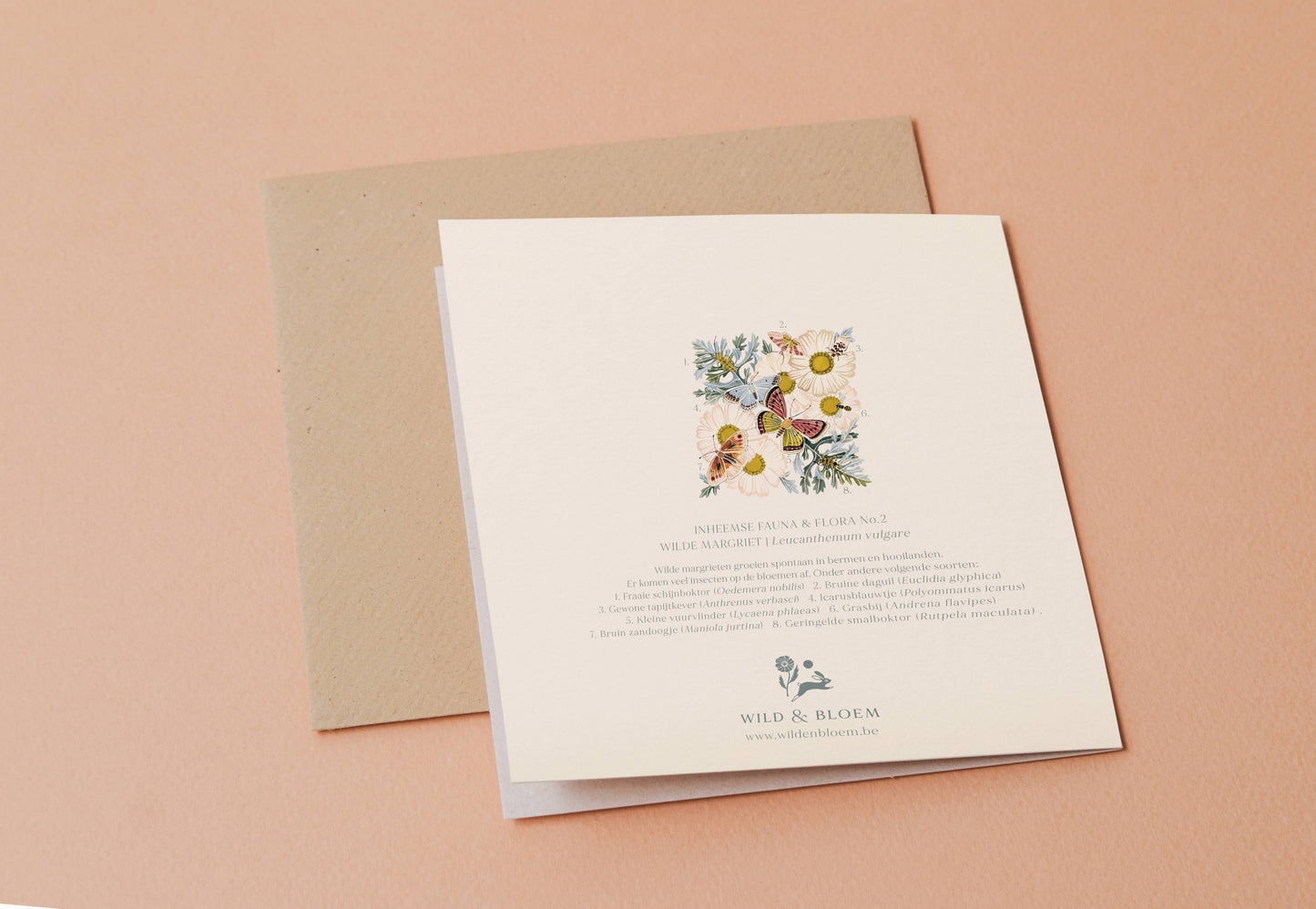 Carte botanique marguerites sauvages – format carré