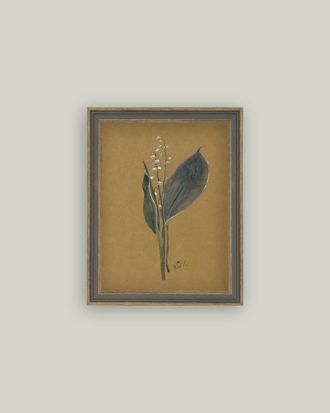 Tableau encadré lys – illustration botanique antique