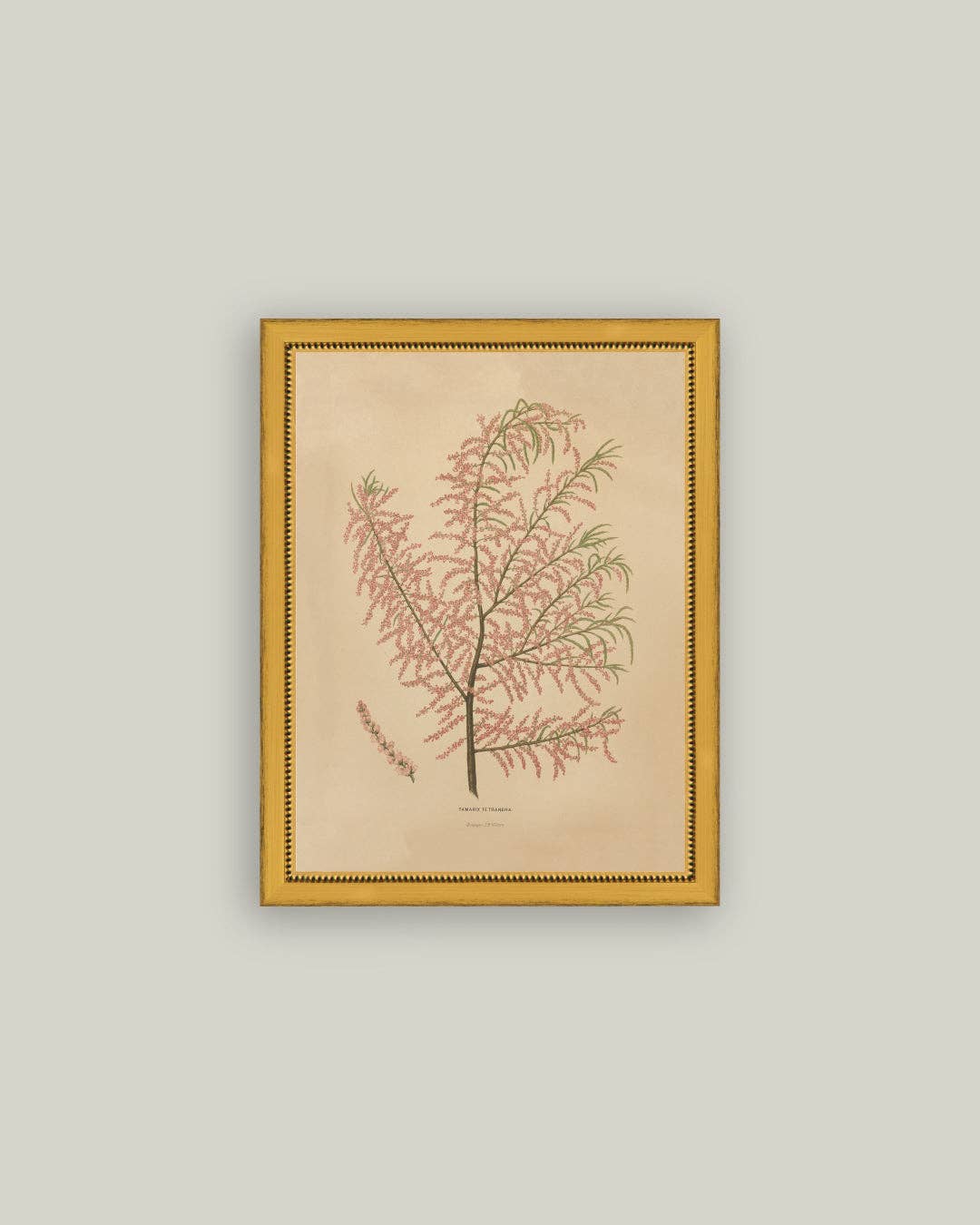 Herbier Rosé Ancien Encadré