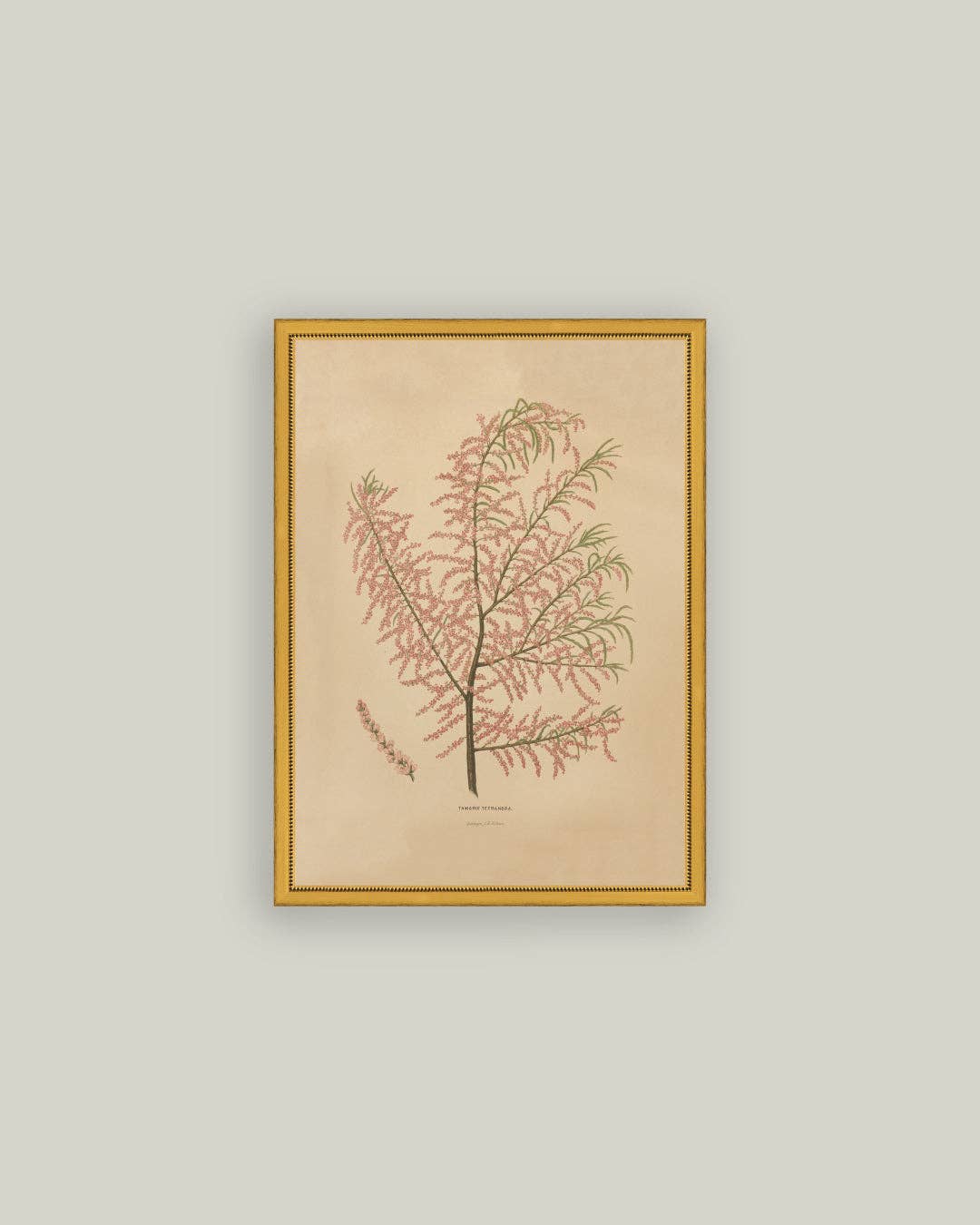 Herbier Rosé Ancien Encadré
