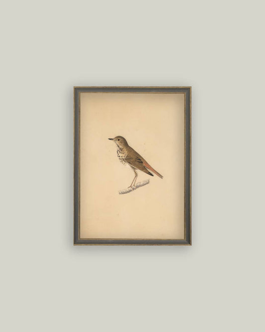 Impression sur toile - Encadré d'oiseau 11x15