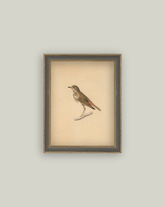 Impression oiseau