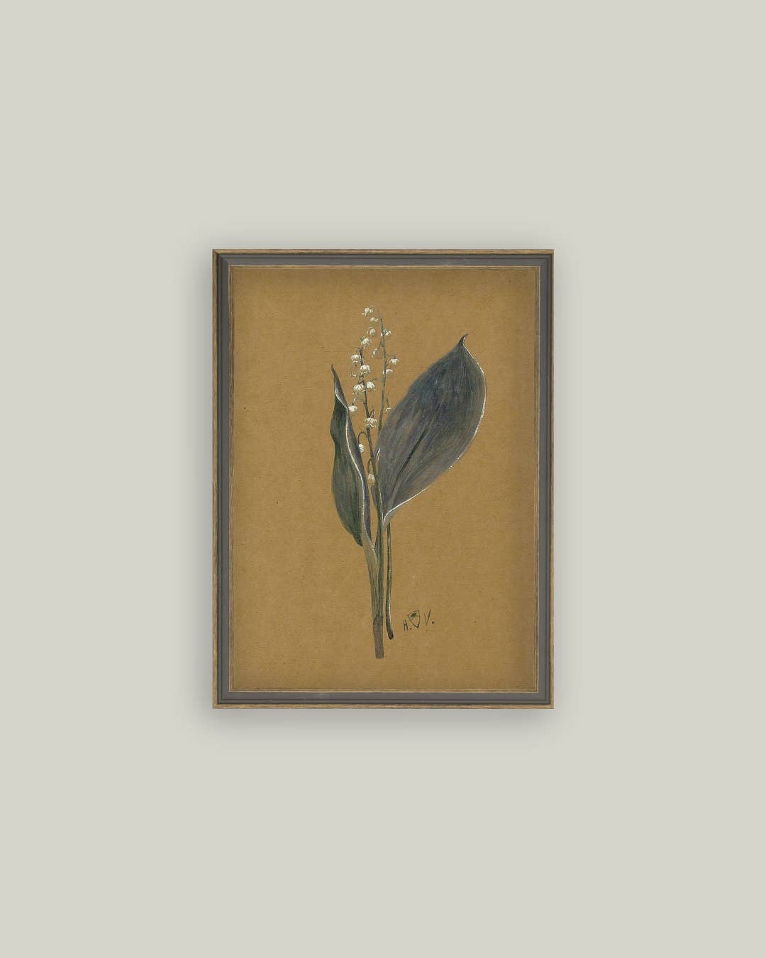 Tableau encadré lys – illustration botanique antique