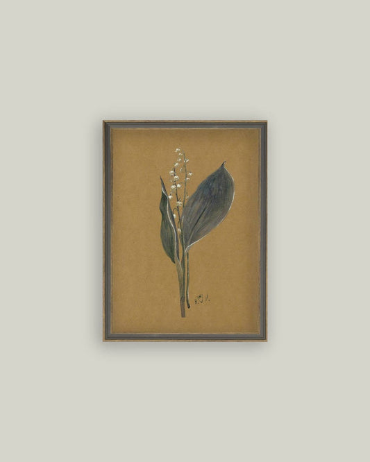 Tableau encadré lys – illustration botanique antique