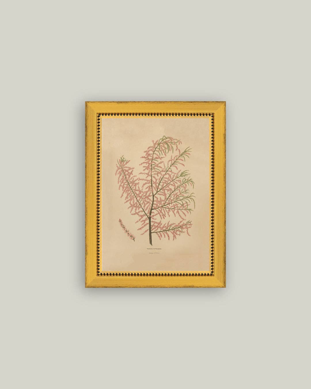 Herbier Rosé Ancien Encadré
