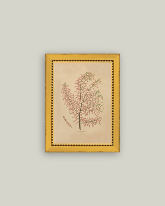 Herbier Rosé Ancien Encadré