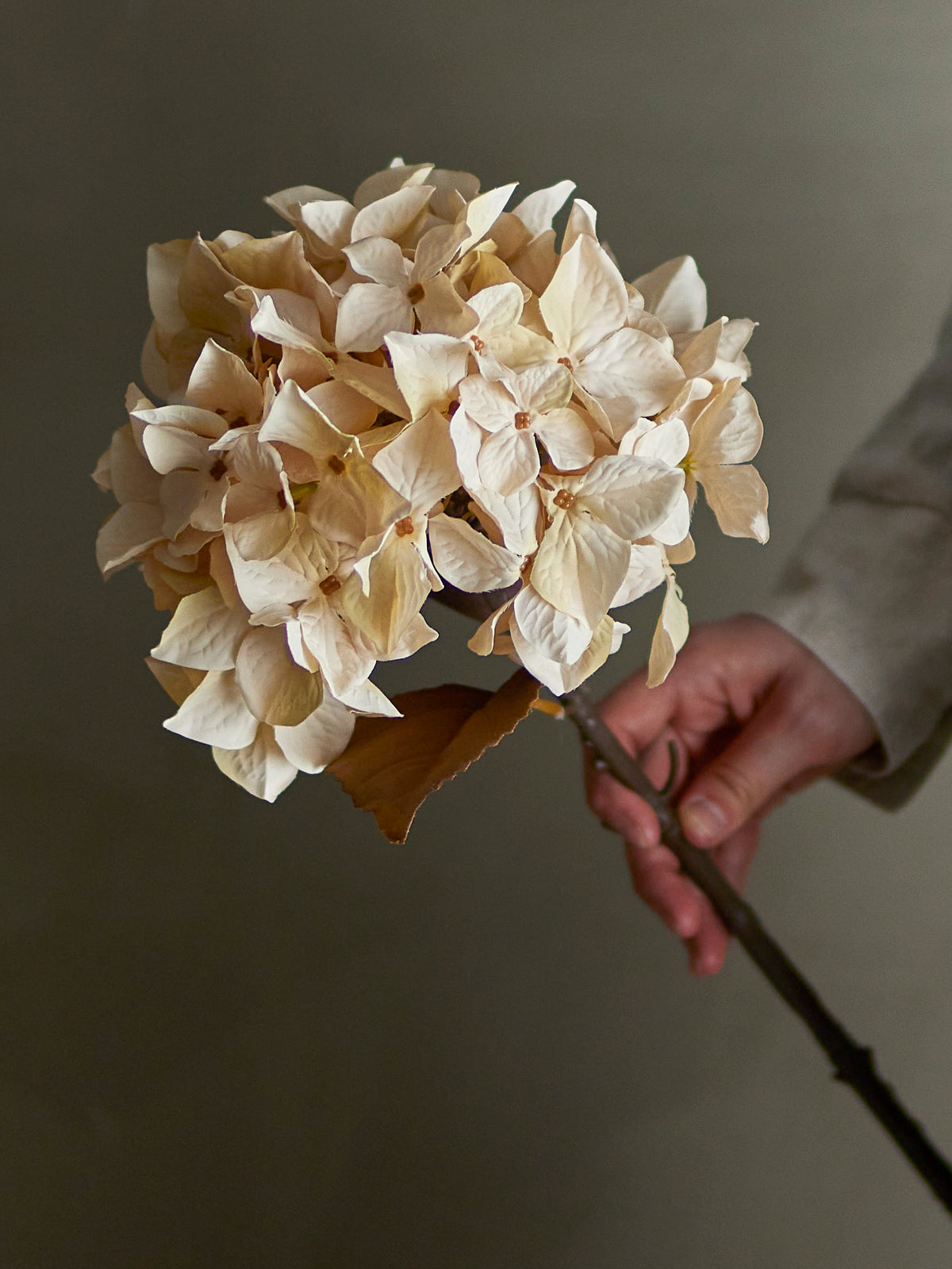 Tige d’hortensia artificiel blanc crème de 65 cm avec grande fleur réaliste de 20 cm de diamètre tenu par une main de femme